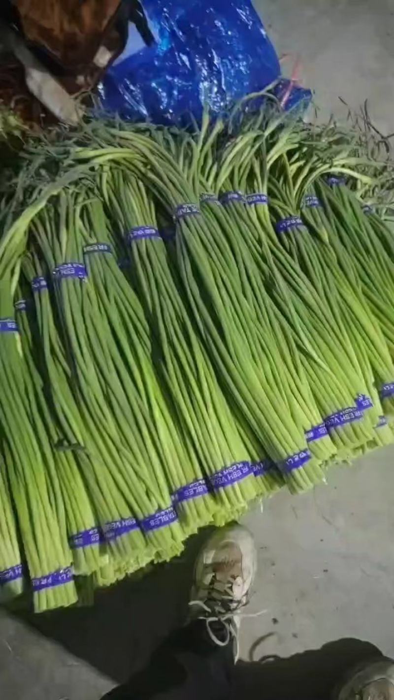 湖北荆门白帽蒜薹产地直发一手货源批发品质保证价格美丽