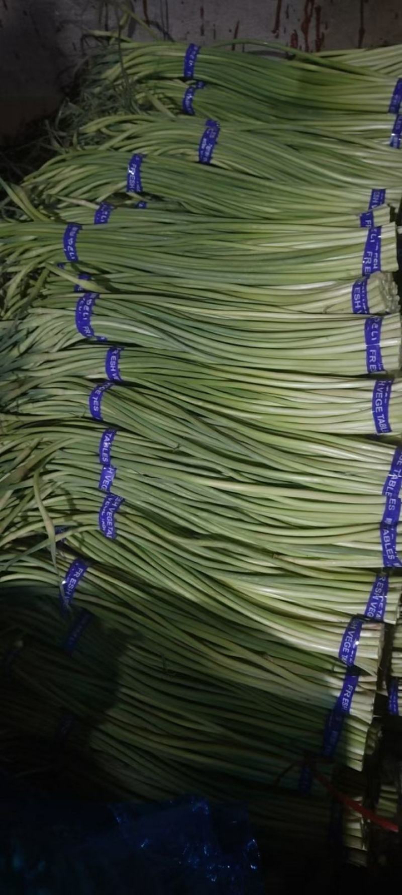 湖北荆门白帽蒜薹产地直发一手货源批发品质保证价格美丽