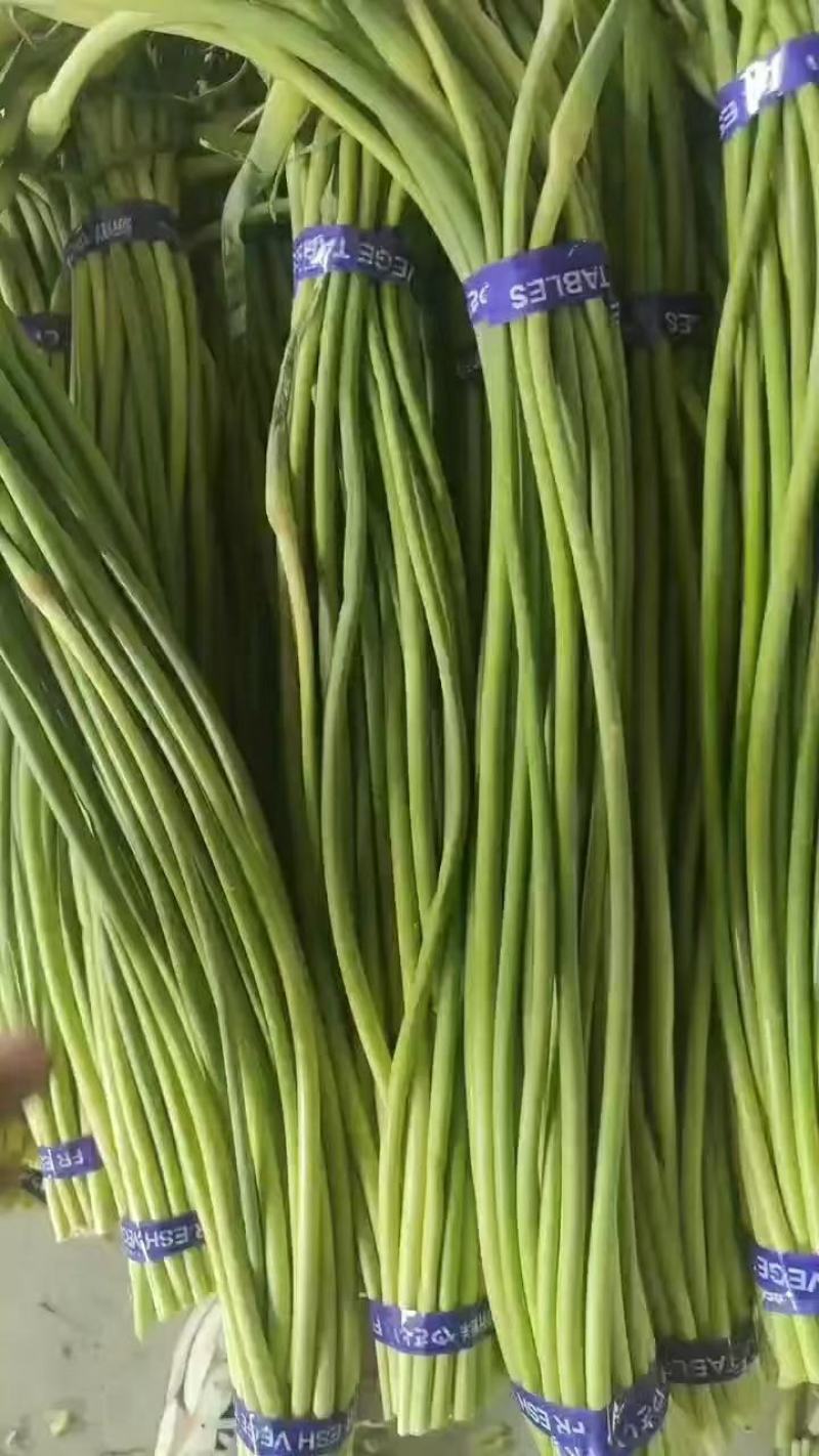 湖北荆门白帽蒜薹产地直发一手货源批发品质保证价格美丽