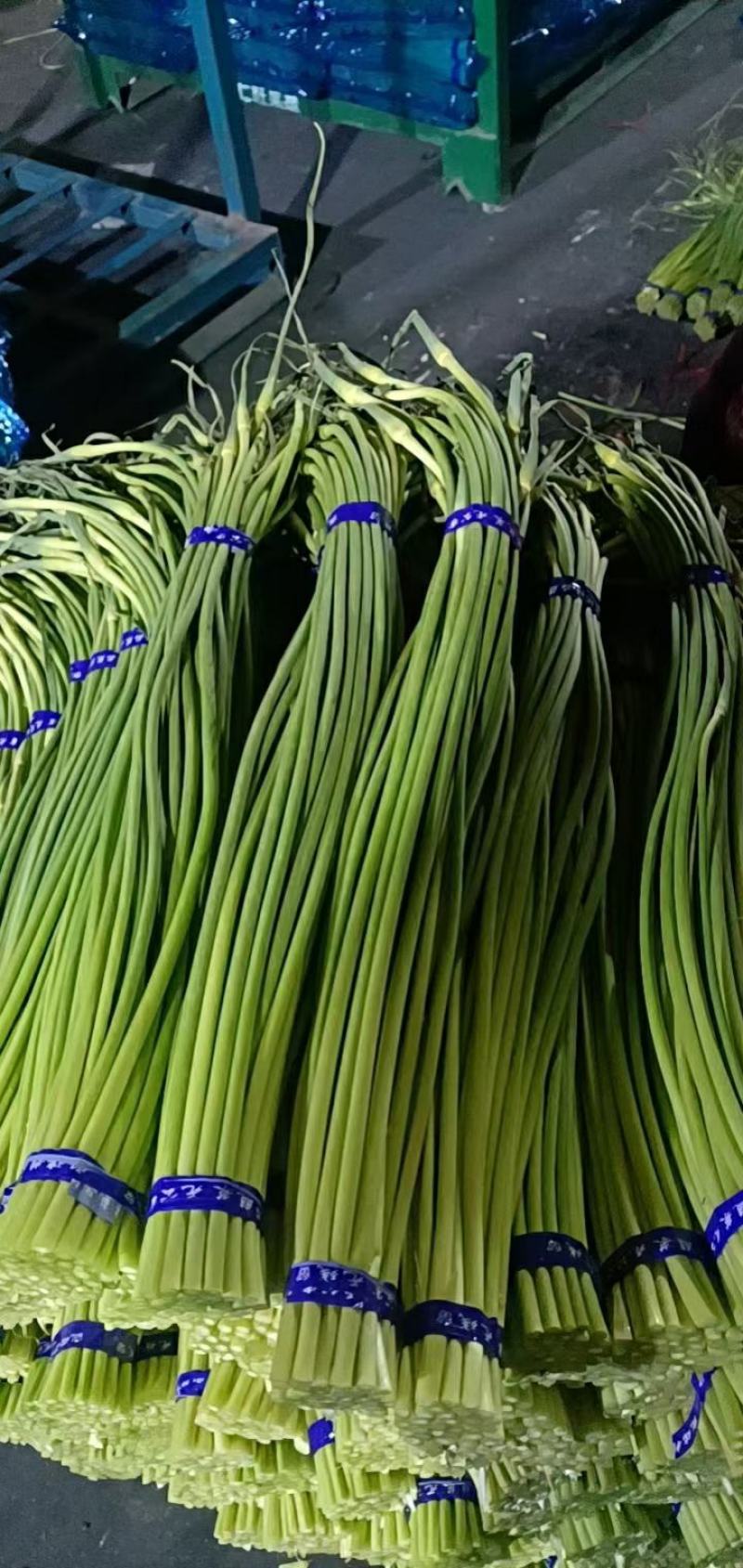 湖北荆门白帽蒜薹产地直发一手货源批发品质保证价格美丽