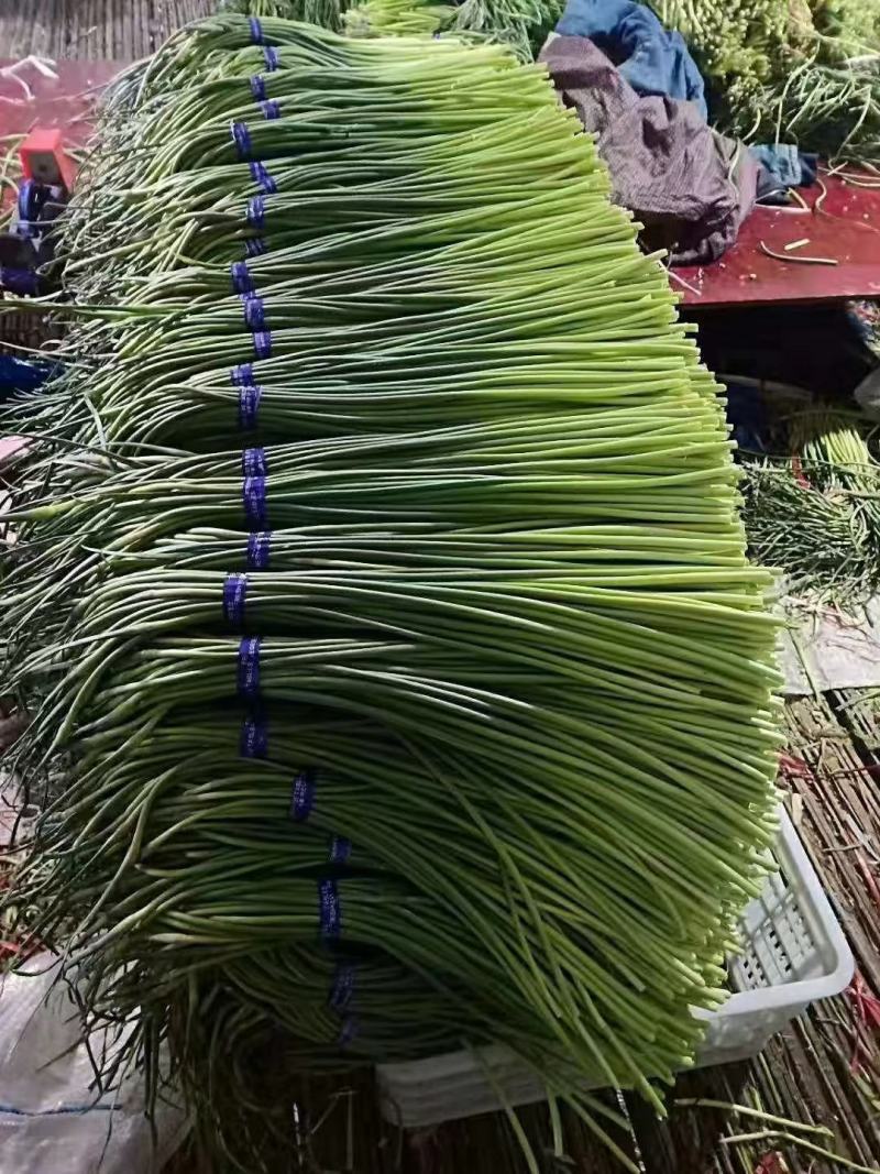 湖北荆门白帽蒜薹产地直发一手货源批发品质保证价格美丽