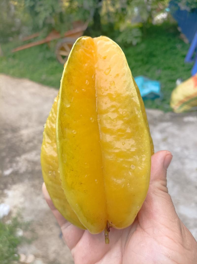 树熟香蜜杨桃