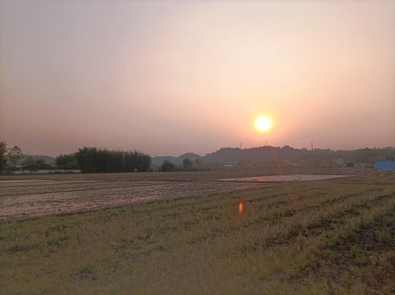 树熟香蜜杨桃