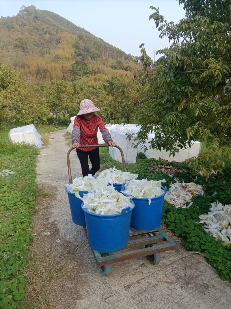 树熟香蜜杨桃