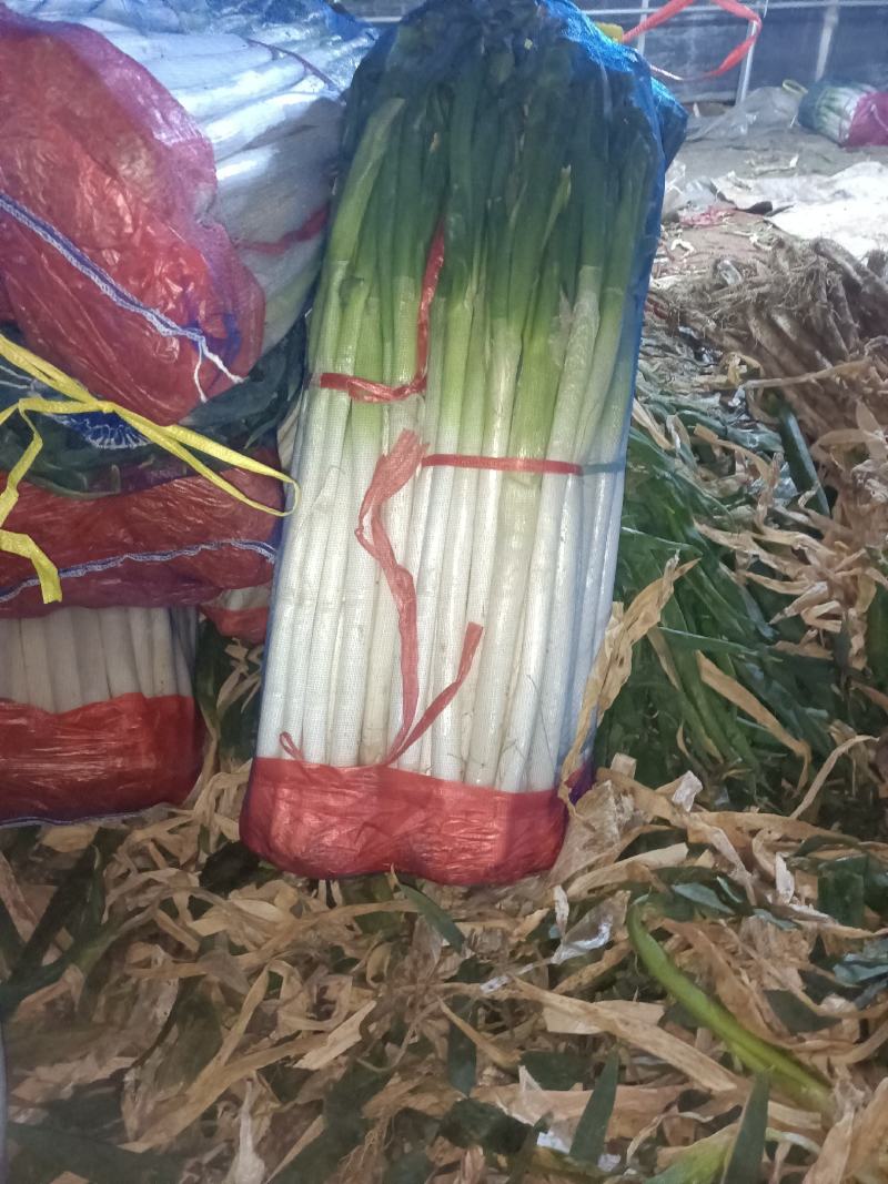 葱铁杆钢葱江苏启东毛葱产地直供一手货源价格便宜