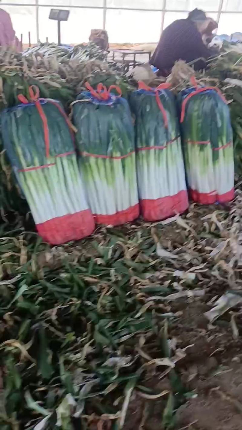 大葱供应链潍坊大葱产地直供一手货源价格便宜