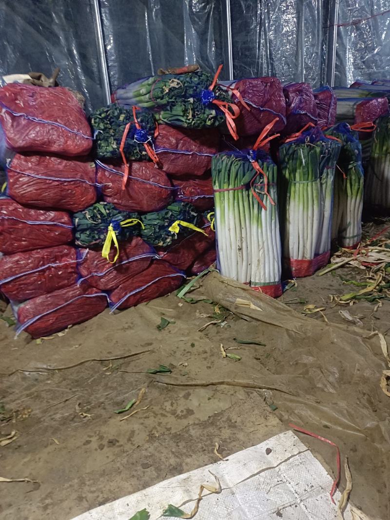 大葱供应链潍坊大葱产地直供一手货源价格便宜