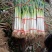 大葱供应链潍坊大葱产地直供一手货源价格便宜