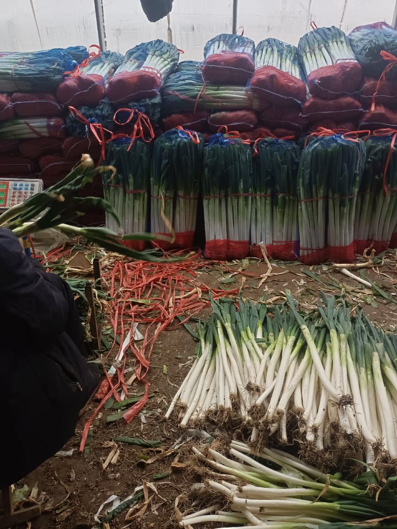 大葱供应链潍坊大葱产地直供一手货源价格便宜