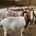 要想养好羊就找中兴养殖场厂家直供品种羊波尔山羊包成活回收