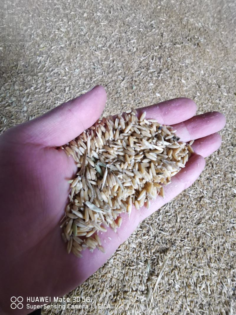 莜麦