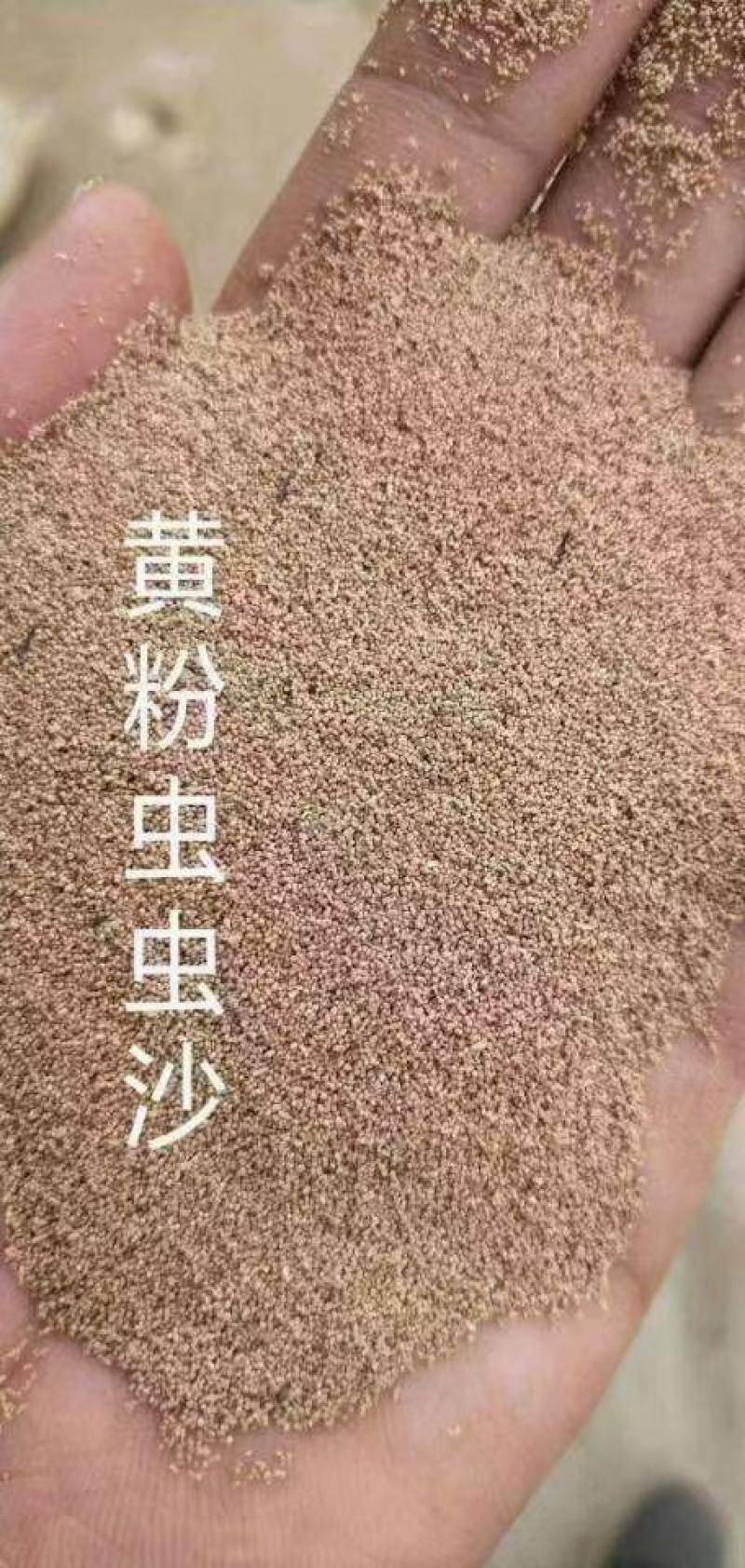 虫沙
