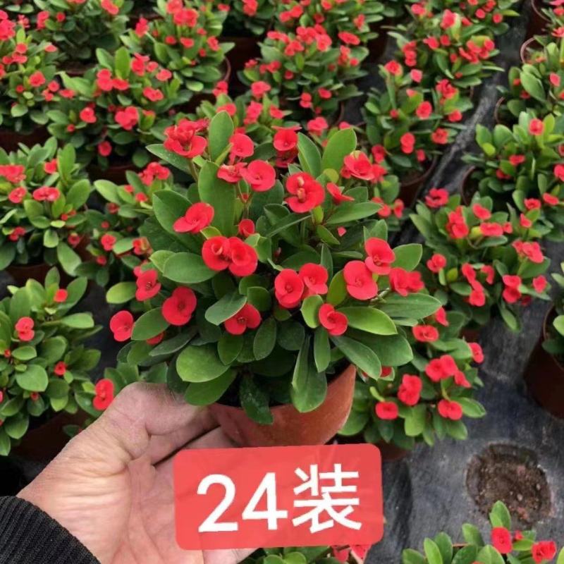 铁海棠（虎刺梅）基地整箱批量销售无中间商