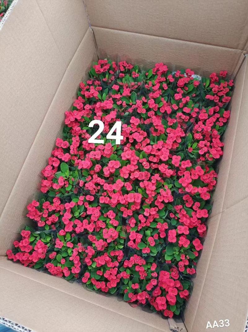 铁海棠（虎刺梅）基地整箱批量销售无中间商