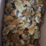 刺猬皮三角张春皮无油养殖场直销欢迎咨询