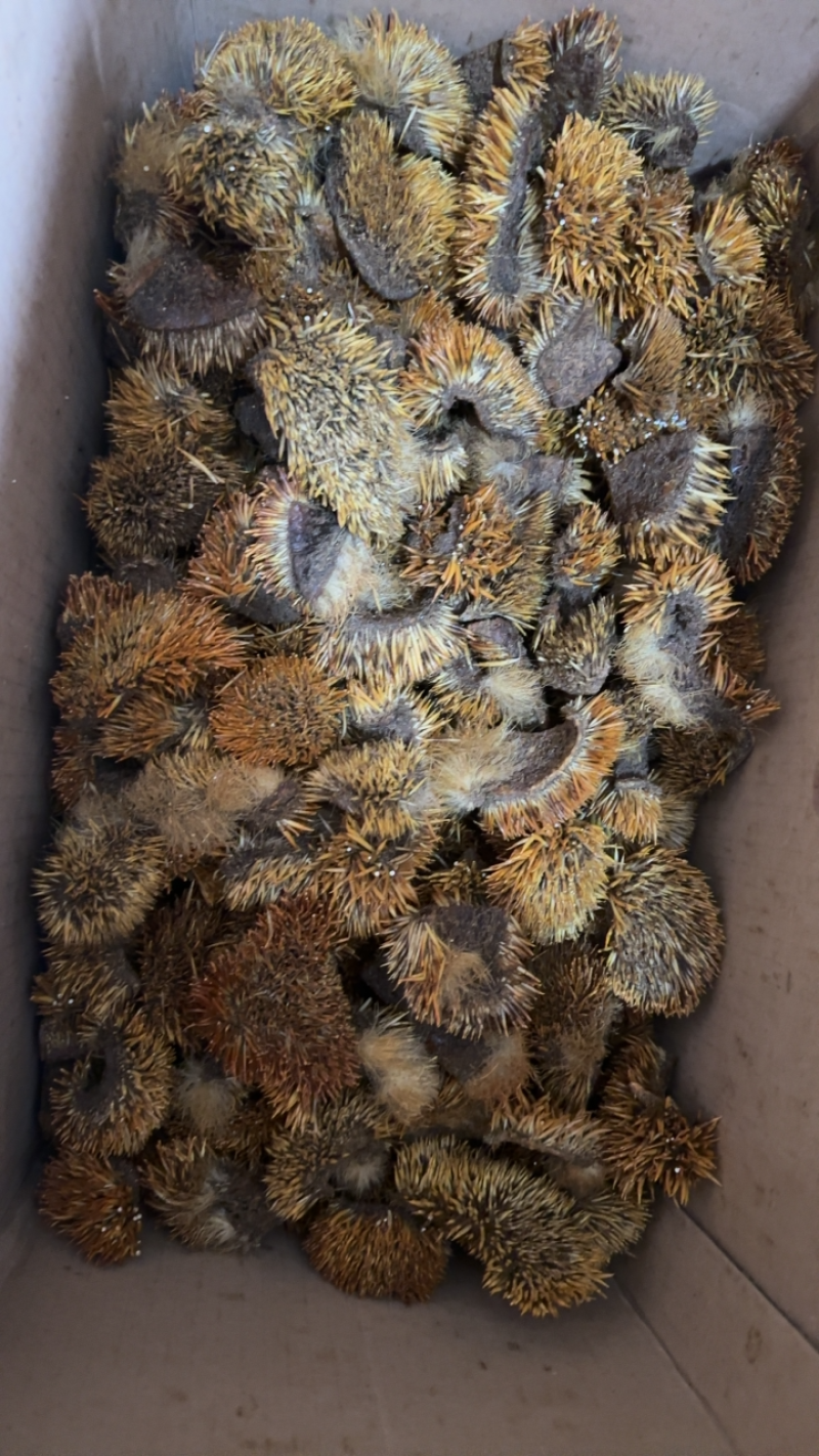 刺猬皮三角张春皮无油养殖场直销欢迎咨询