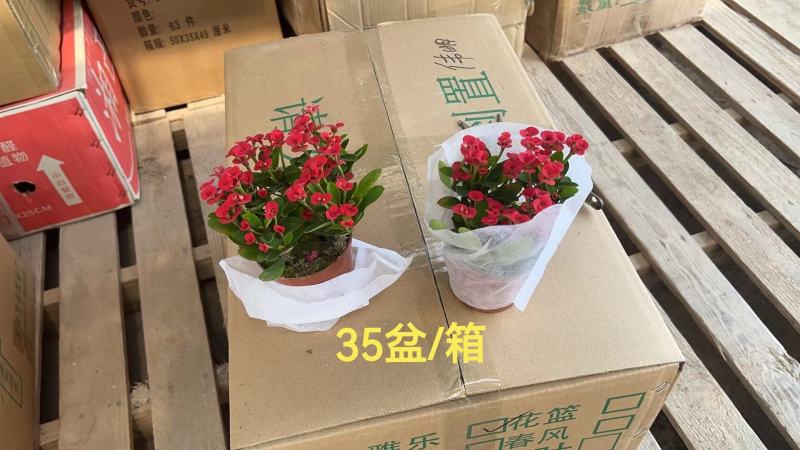 铁海棠（虎刺梅）基地整箱批量销售无中间商