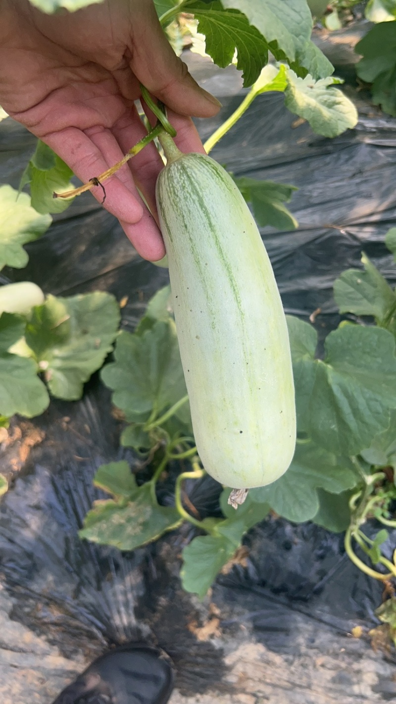 山东莘县博洋61甜瓜博洋蜜瓜大量上市