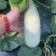 山东莘县博洋61甜瓜博洋蜜瓜大量上市