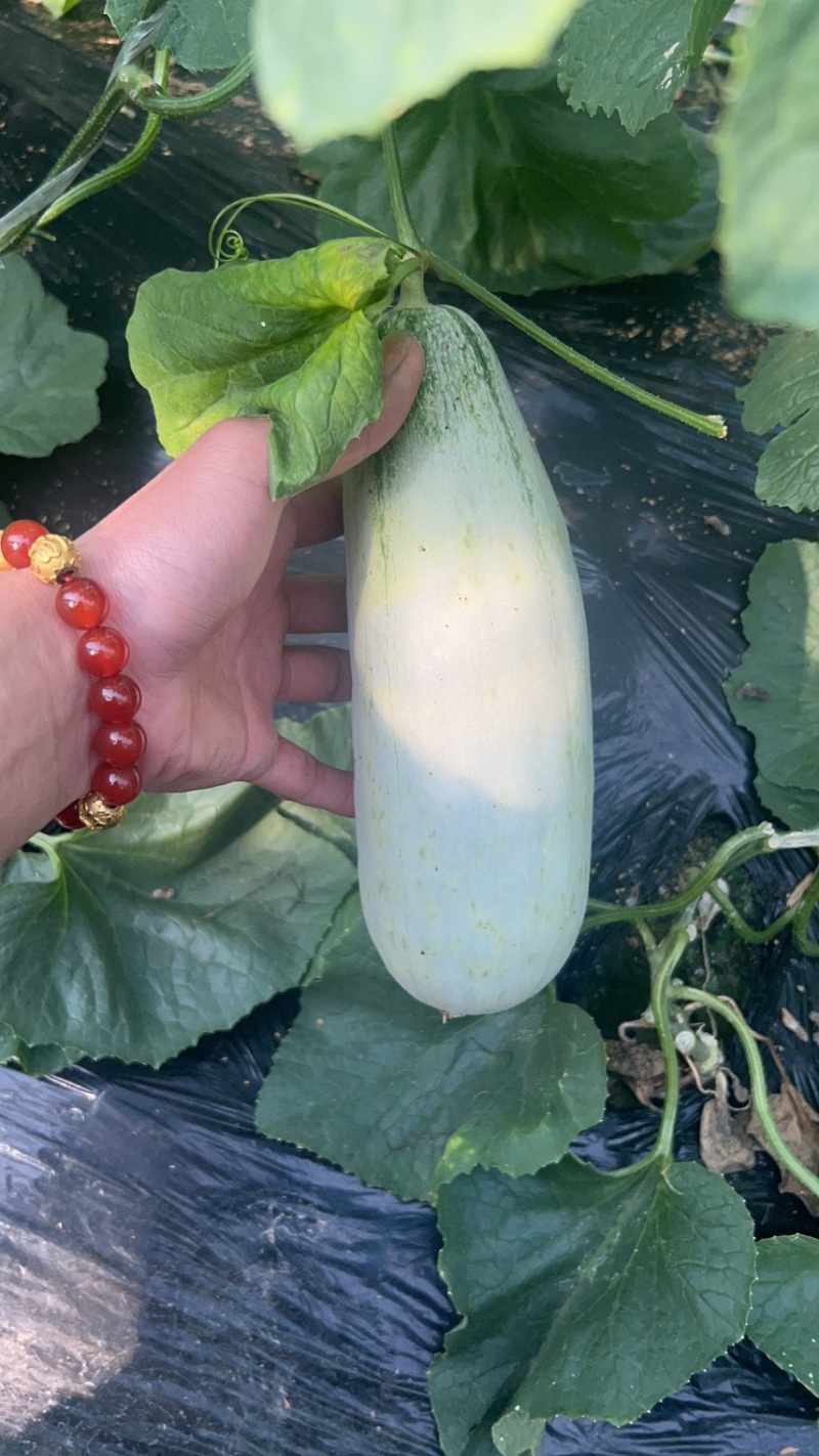 山东莘县博洋61甜瓜博洋蜜瓜大量上市