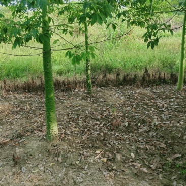 木棉树美丽木棉，大腹木棉，美丽异木棉