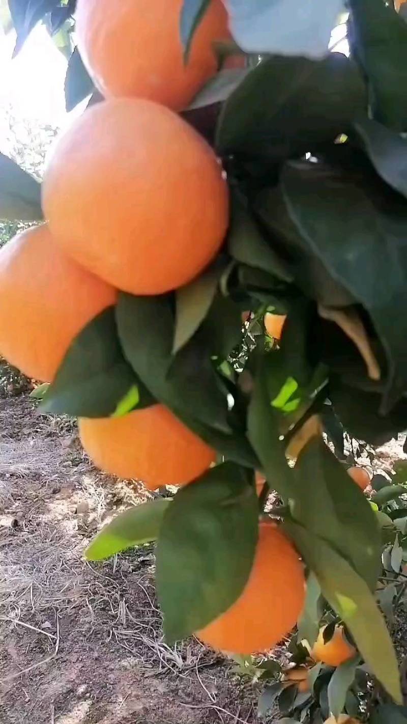 沃柑
