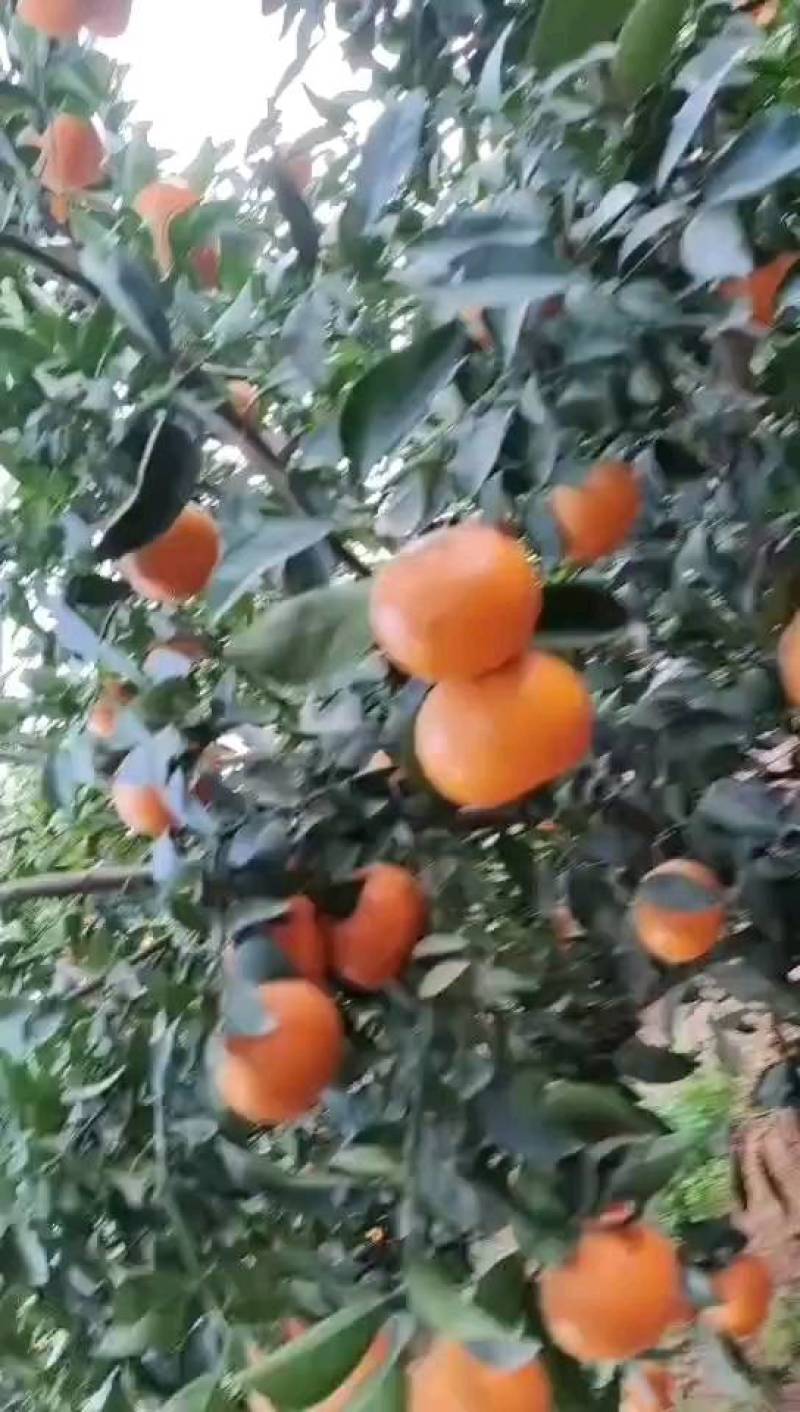 沃柑