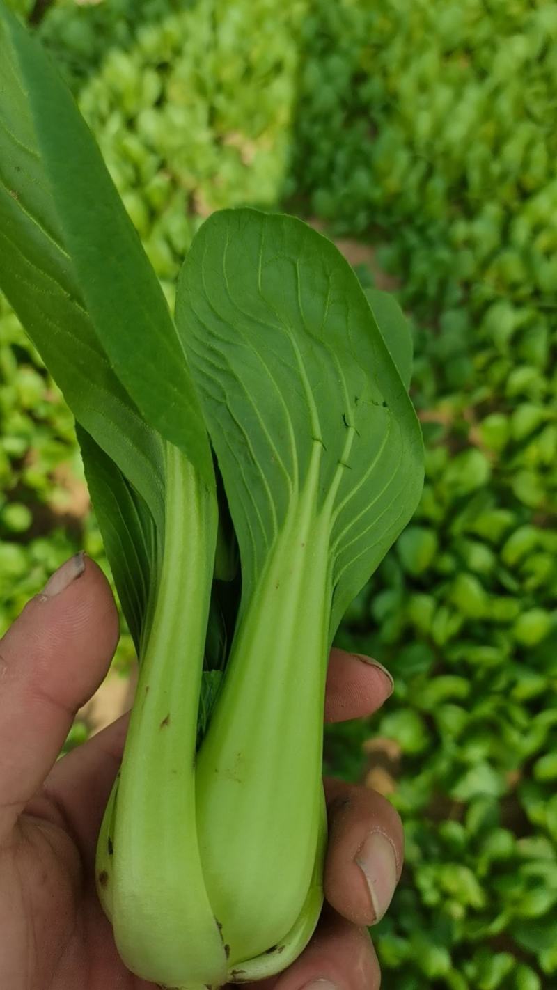 上海青奶白菜，山东曹县种植基地。