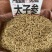 太子参中药材野生孩儿参颗子粒儿童煲汤拓太子叁福建
