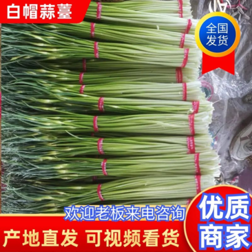 【精选】邳州白帽蒜苔大量上市，产地直发，量大从优欢迎选购