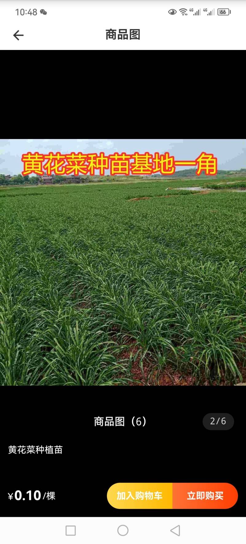 黄花菜种苗，高产大条菜黄花菜优质种苗