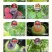 80%代森锰锌杀菌剂霜霉病果树蔬菜炭疽病黄瓜葡萄苹果柑