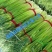 淮阳红帽蒜苔小把蒜薹不泡水大量供应入库发市场电商
