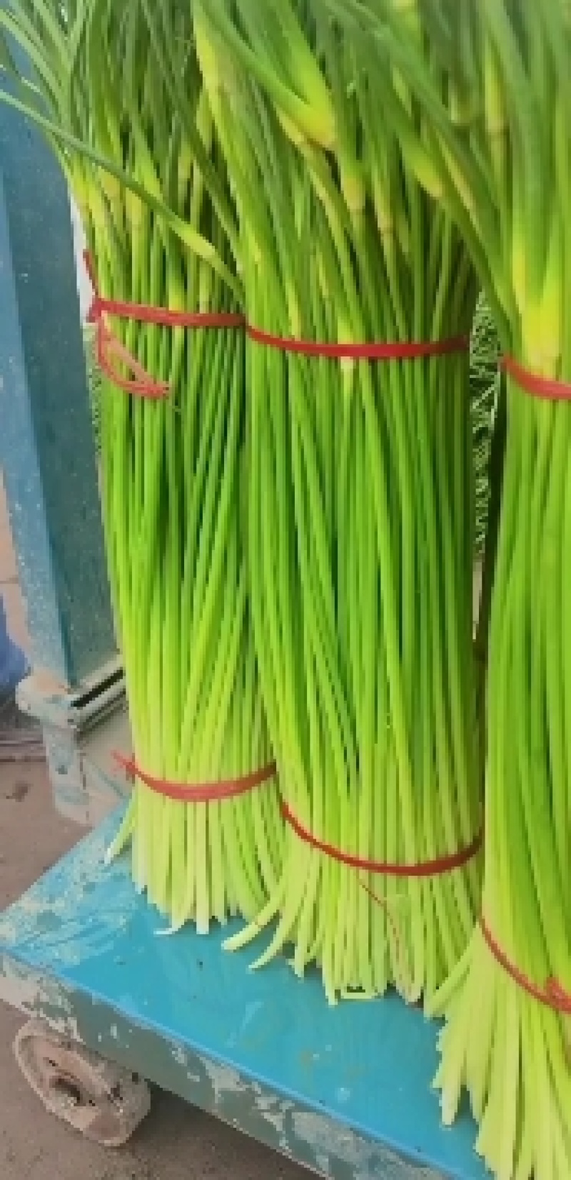 淮阳红帽蒜苔小把蒜薹不泡水大量供应入库发市场电商