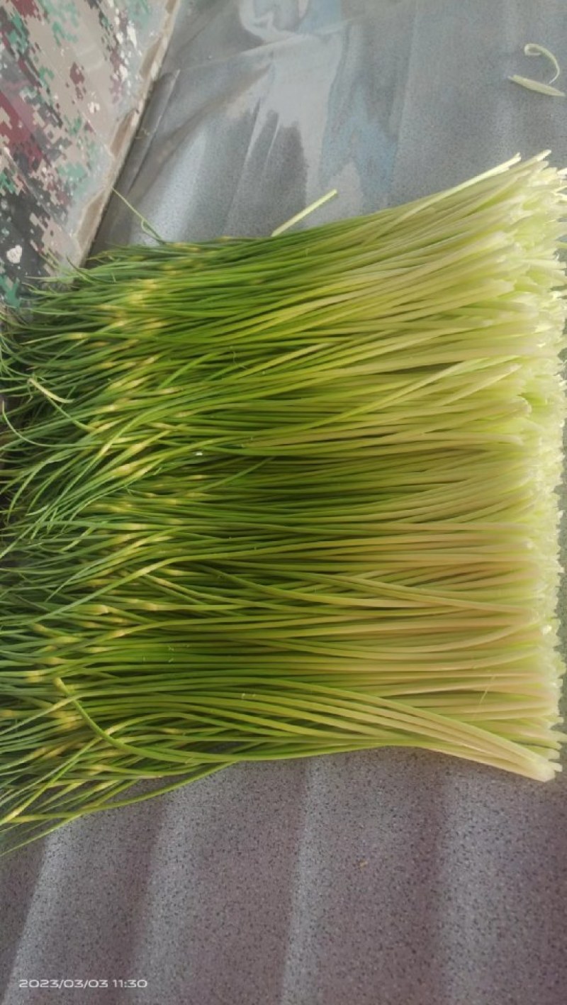 白帽蒜苔即将大量上市，产地直发，代收代存，