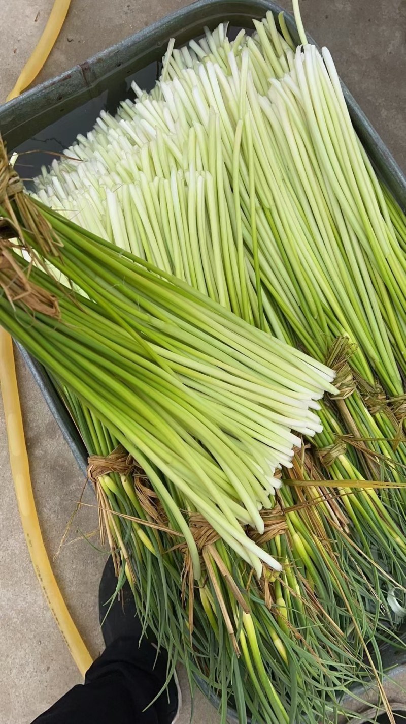 白帽蒜苔即将大量上市，产地直发，代收代存，