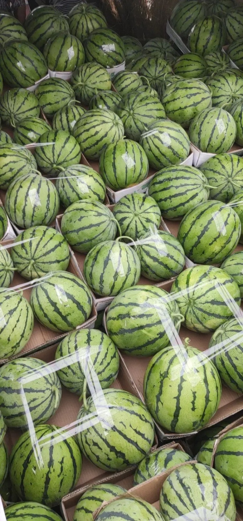 云南西瓜，云南甜王西瓜，精品西瓜，大量供应【糖度高耐运输】