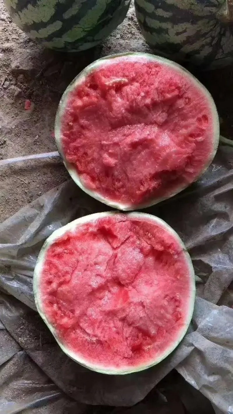 云南西瓜，云南甜王西瓜，精品西瓜，大量供应【糖度高耐运输】