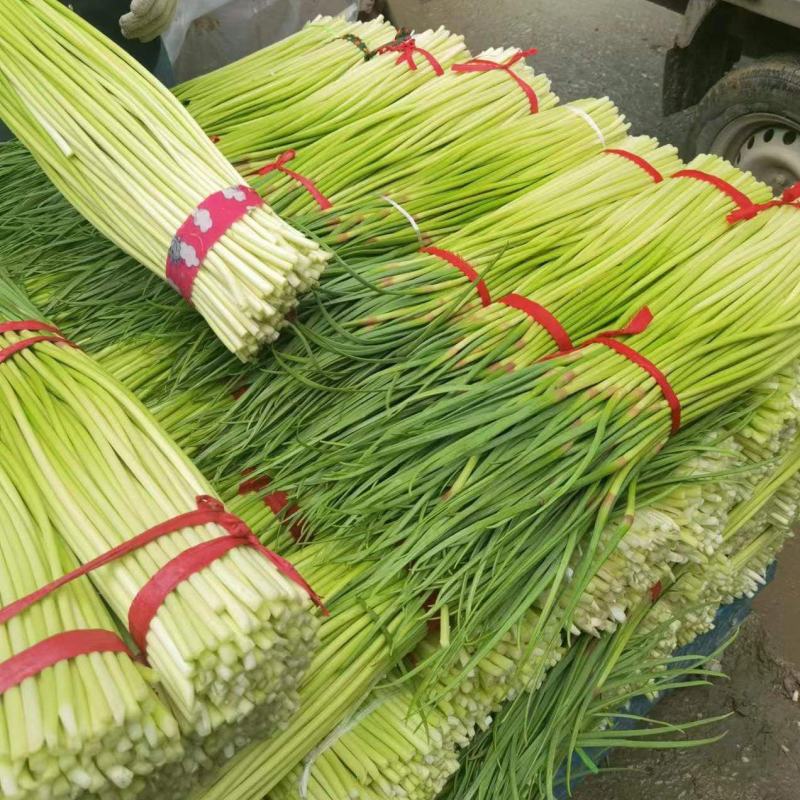 精品红帽蒜苔新蒜薹长度70公分产区一手货源大量供应
