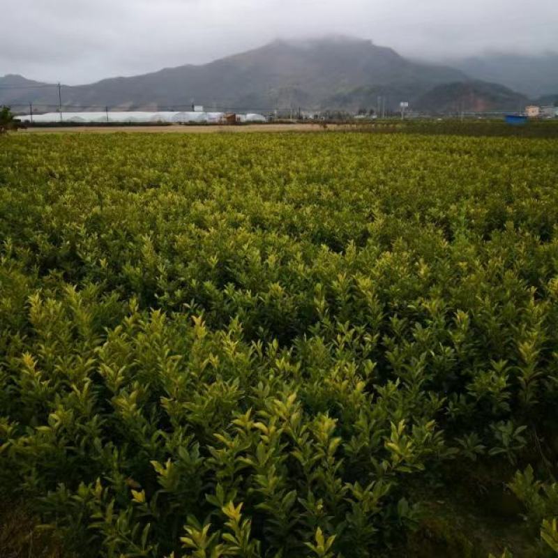 脆蜜金桔苗：现起现发，基地直供，支持全国各地发货