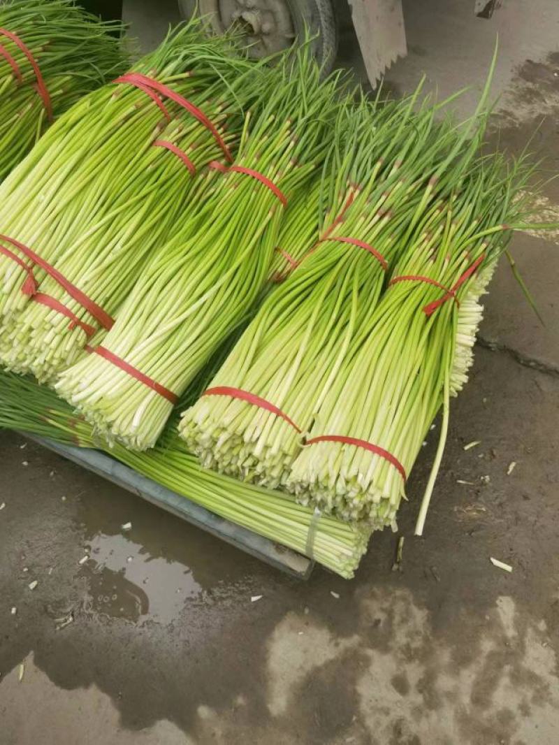 精品红帽蒜苔新蒜薹长度70公分产区一手货源大量供应