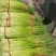 精品红帽蒜苔新蒜薹长度70公分产区一手货源大量供应