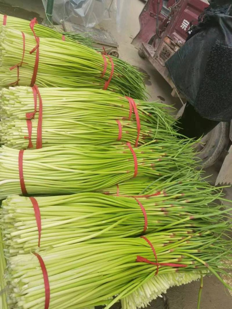 精品红帽蒜苔新蒜薹长度70公分产区一手货源大量供应
