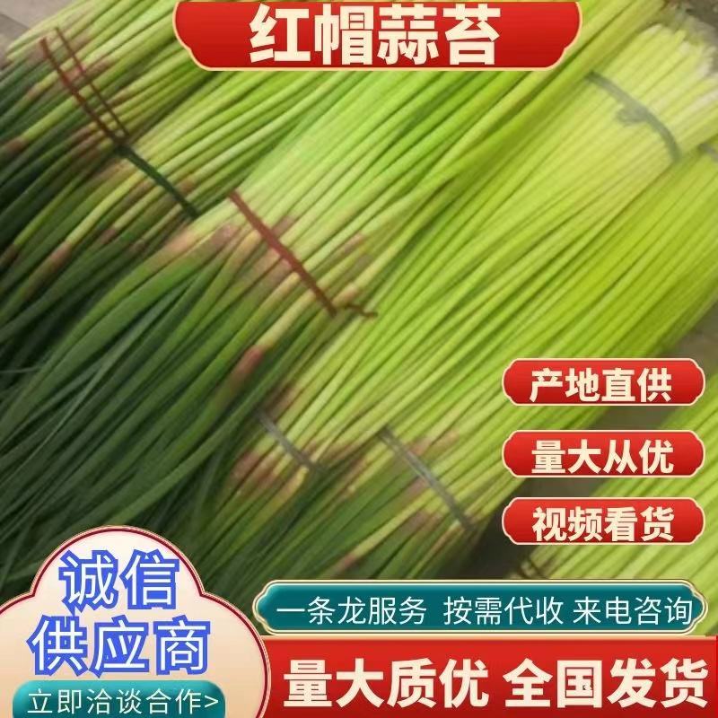 精品红帽蒜苔新蒜薹长度70公分产区一手货源大量供应