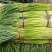 精品红帽蒜苔新蒜薹长度70公分产区一手货源大量供应
