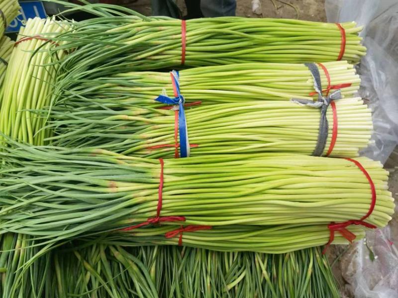 精品红帽蒜苔新蒜薹长度70公分产区一手货源大量供应