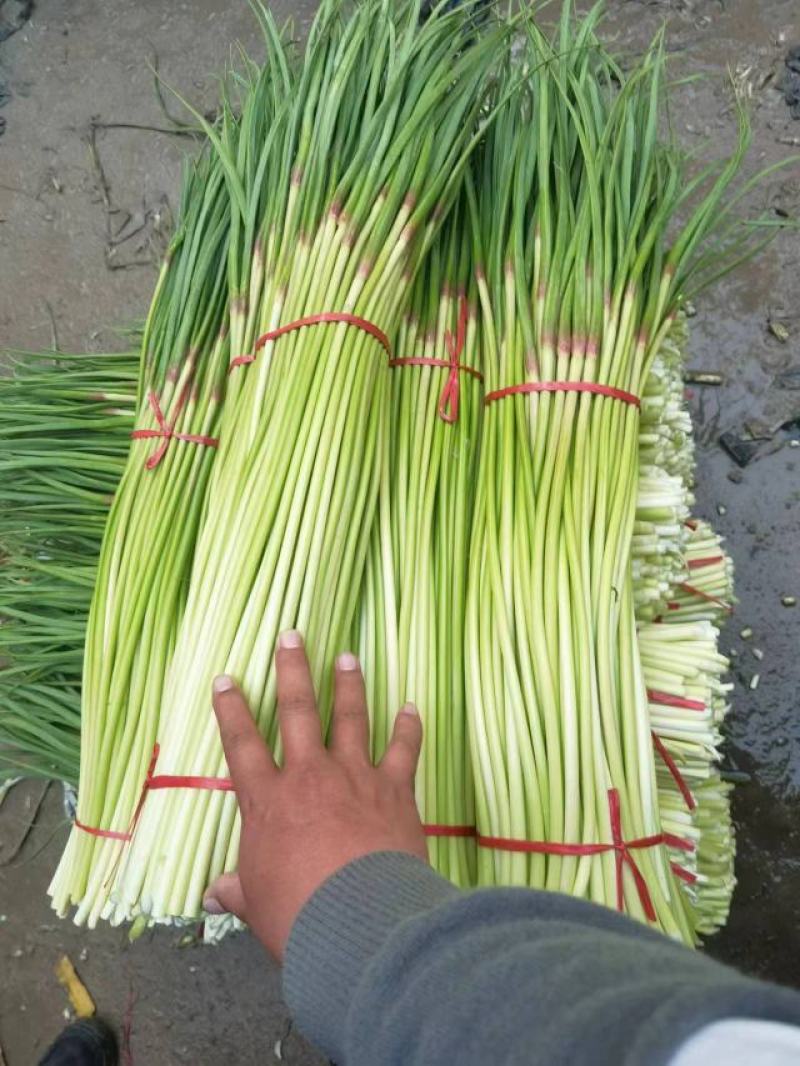 精品红帽蒜苔新蒜薹长度70公分产区一手货源大量供应