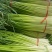 精品红帽蒜苔新蒜薹长度70公分产区一手货源大量供应