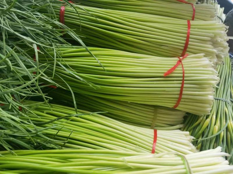 精品红帽蒜苔新蒜薹长度70公分产区一手货源大量供应