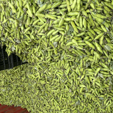 精装白皮胡豆颗粒饱满大量上市专业代收代办